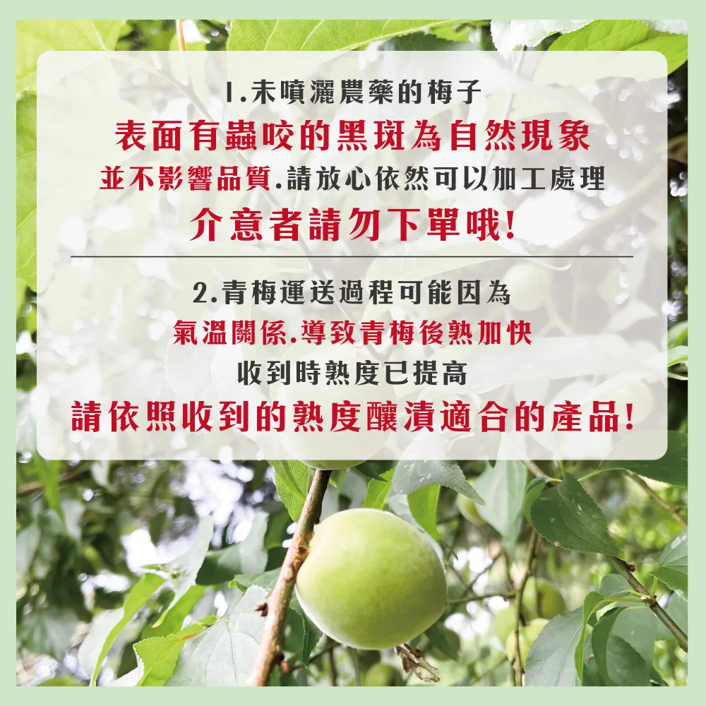 1未噴灑農藥的梅子表面有蟲咬的黑斑為自然現象並不影響品質.請放心依然可以加工處理介意者請勿下單哦!2.青梅運送過程可能因為氣溫關係.導致青梅後熟加快收到時熟度已提高請依照收到的熟度釀漬適合的產品!