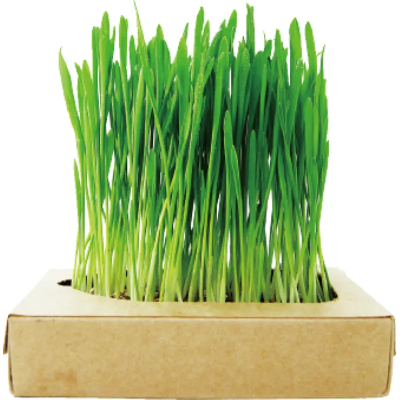 貓草新鮮栽培盒-貓咪生菜