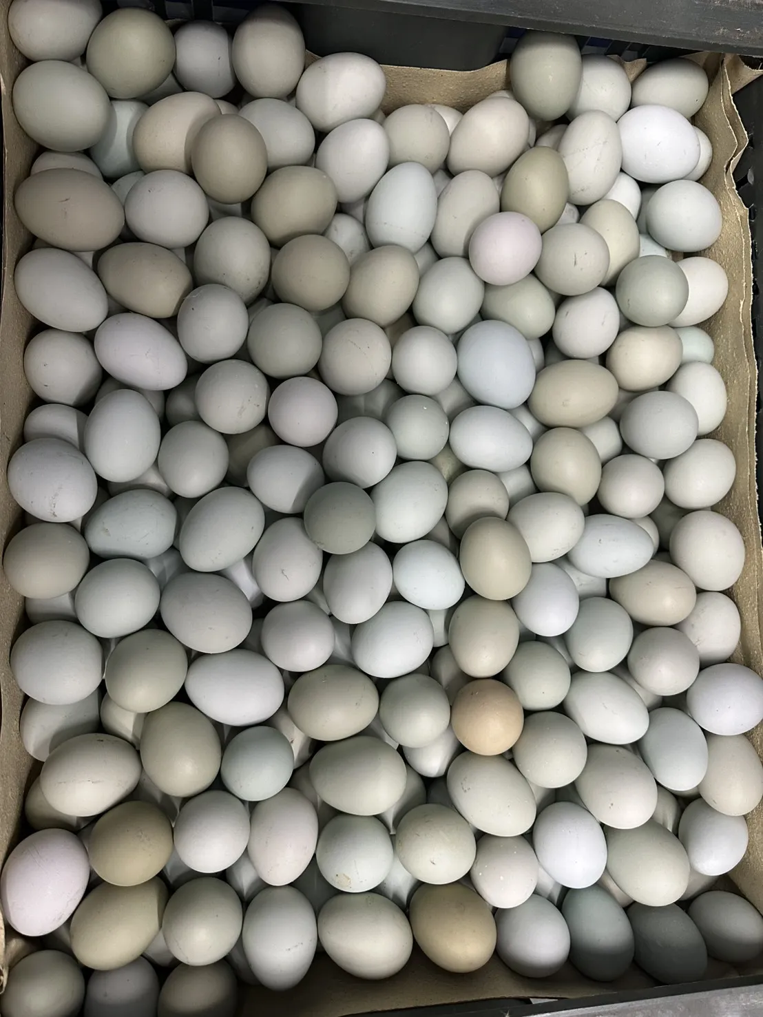 烏骨雞蛋小禮盒／烏骨雞蛋送禮