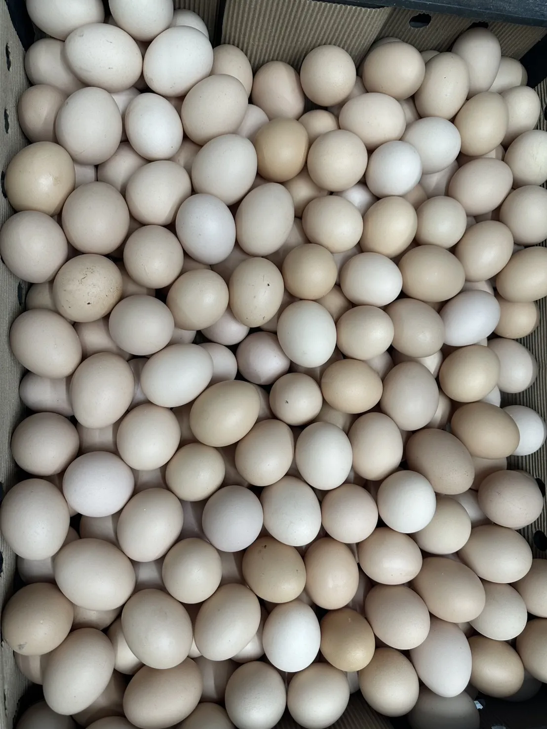 粉土雞蛋小禮盒／土雞蛋送禮