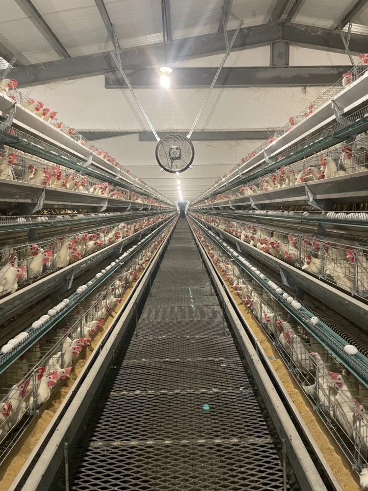 畜牧場地與飼養環境