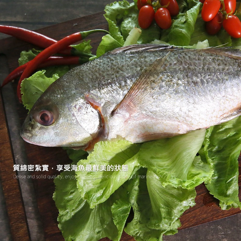 【大船入港】台灣野生石鱸魚