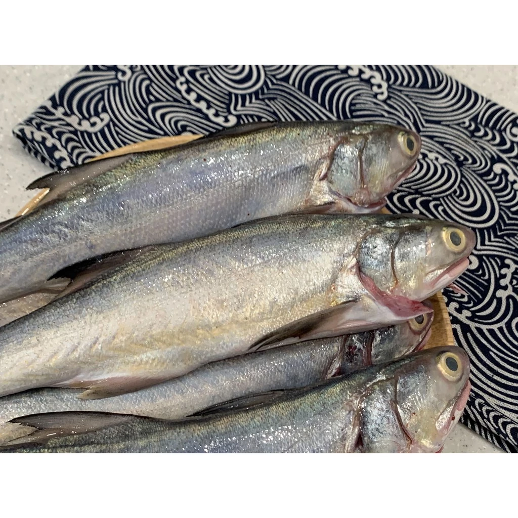 【大船入港】野生海午仔魚