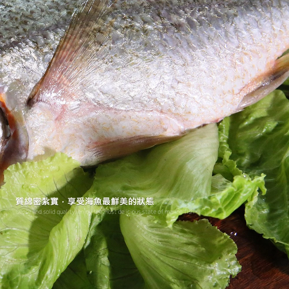 【大船入港】台灣野生石鱸魚