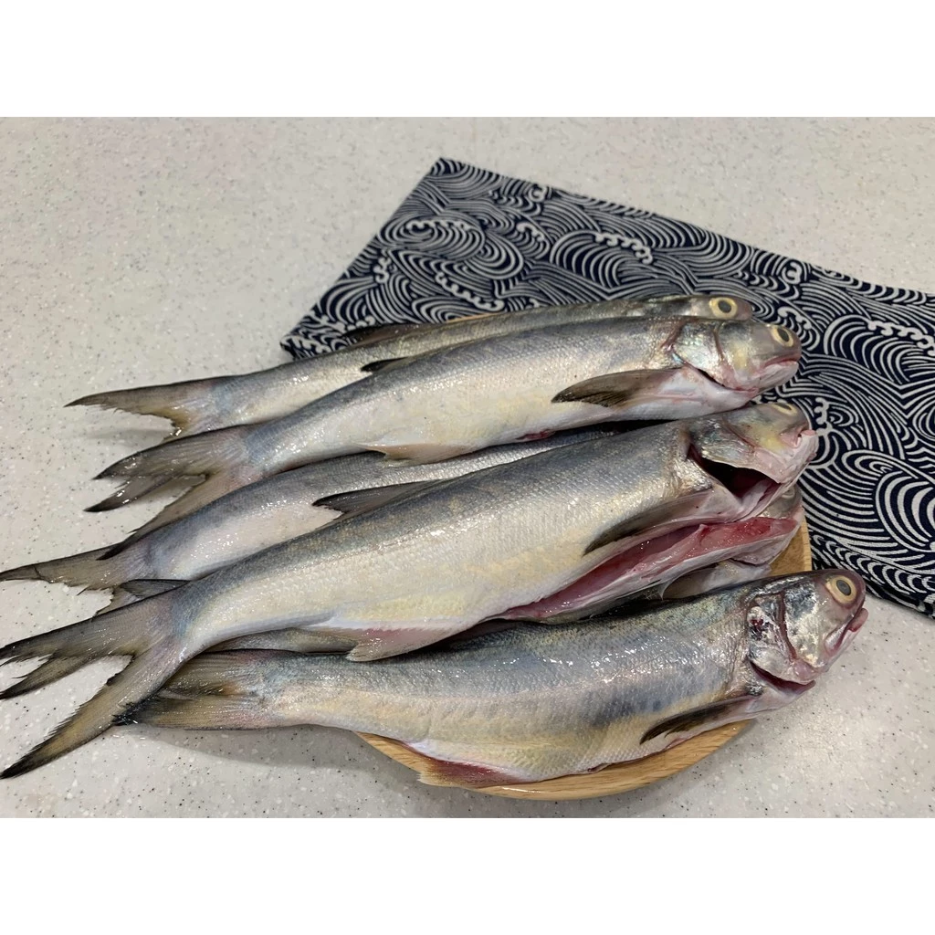 【大船入港】野生海午仔魚