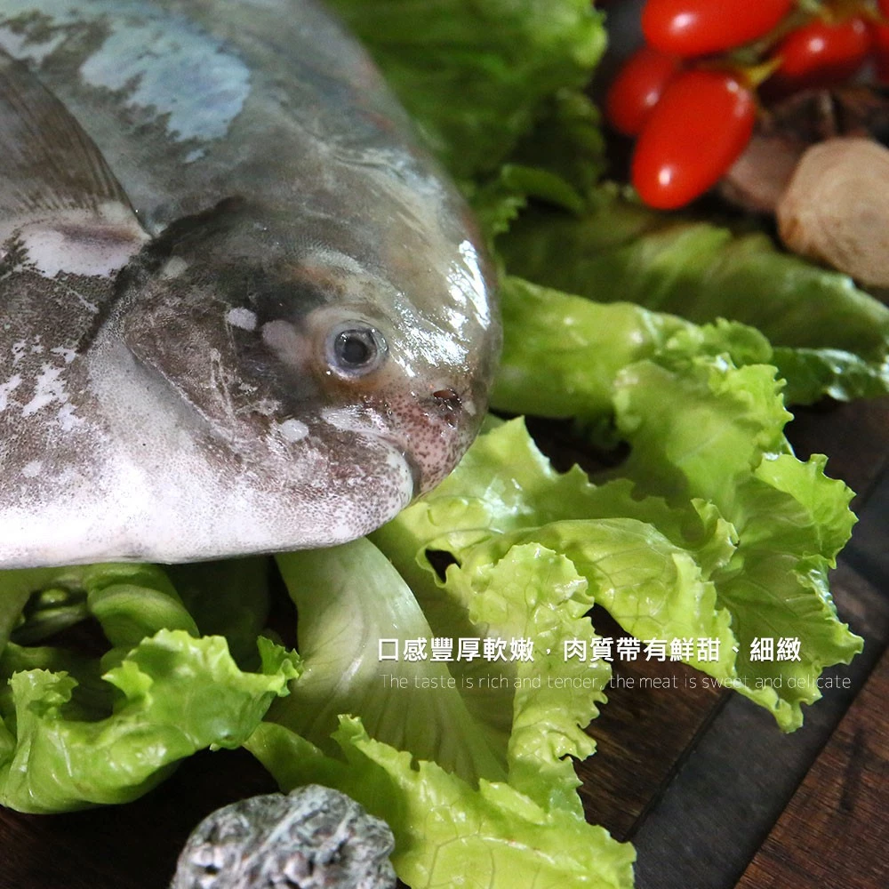 【大船入港】台灣野生大白鯧