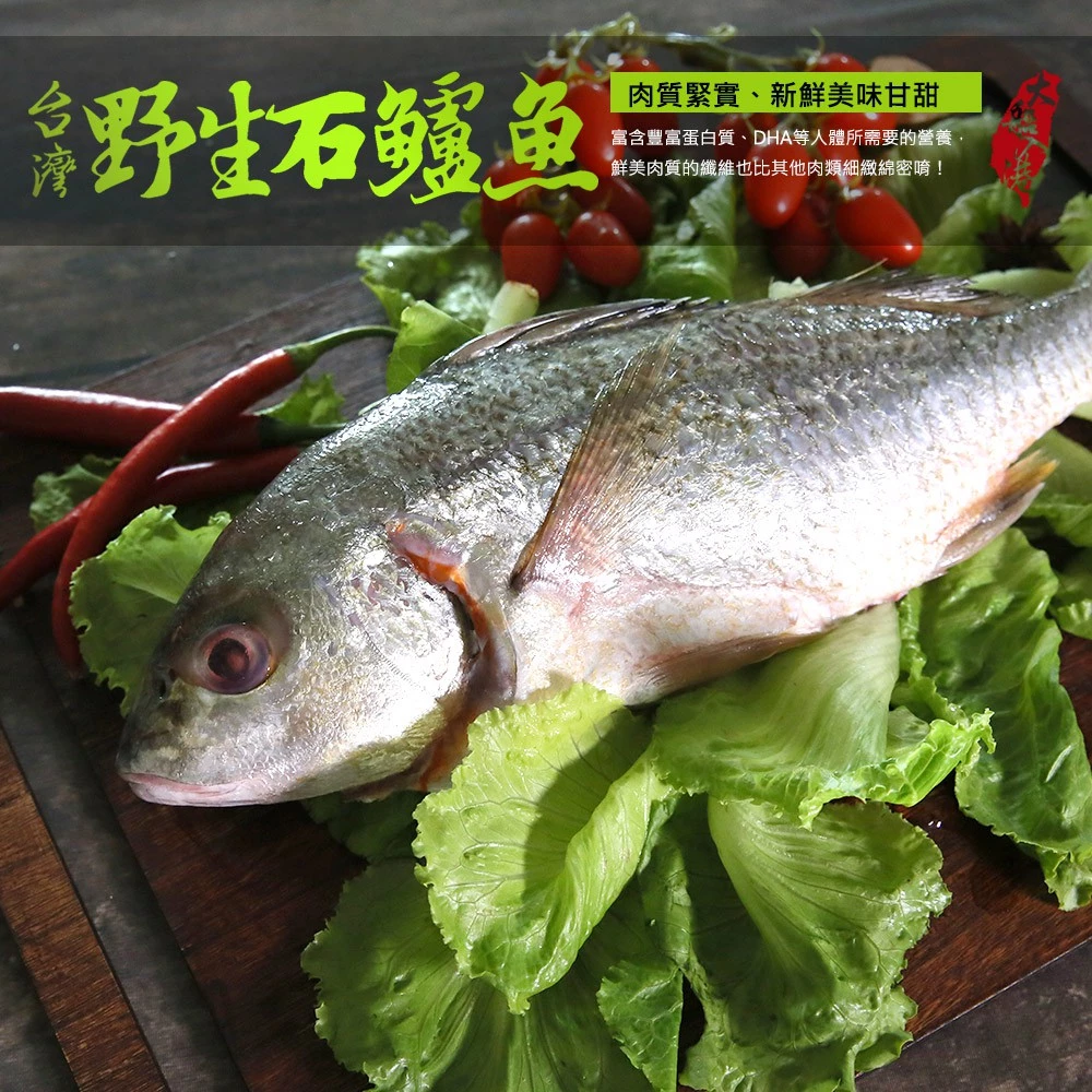 【大船入港】台灣野生石鱸魚