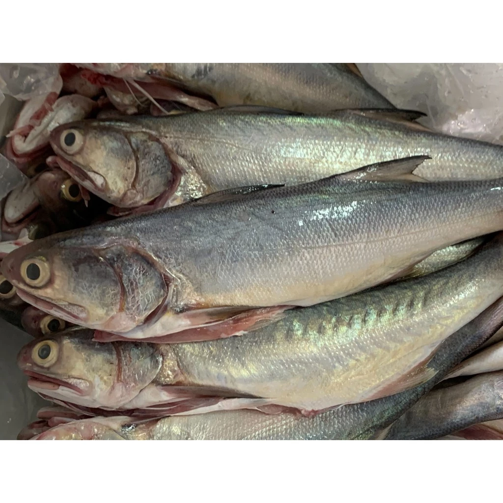 【大船入港】野生海午仔魚