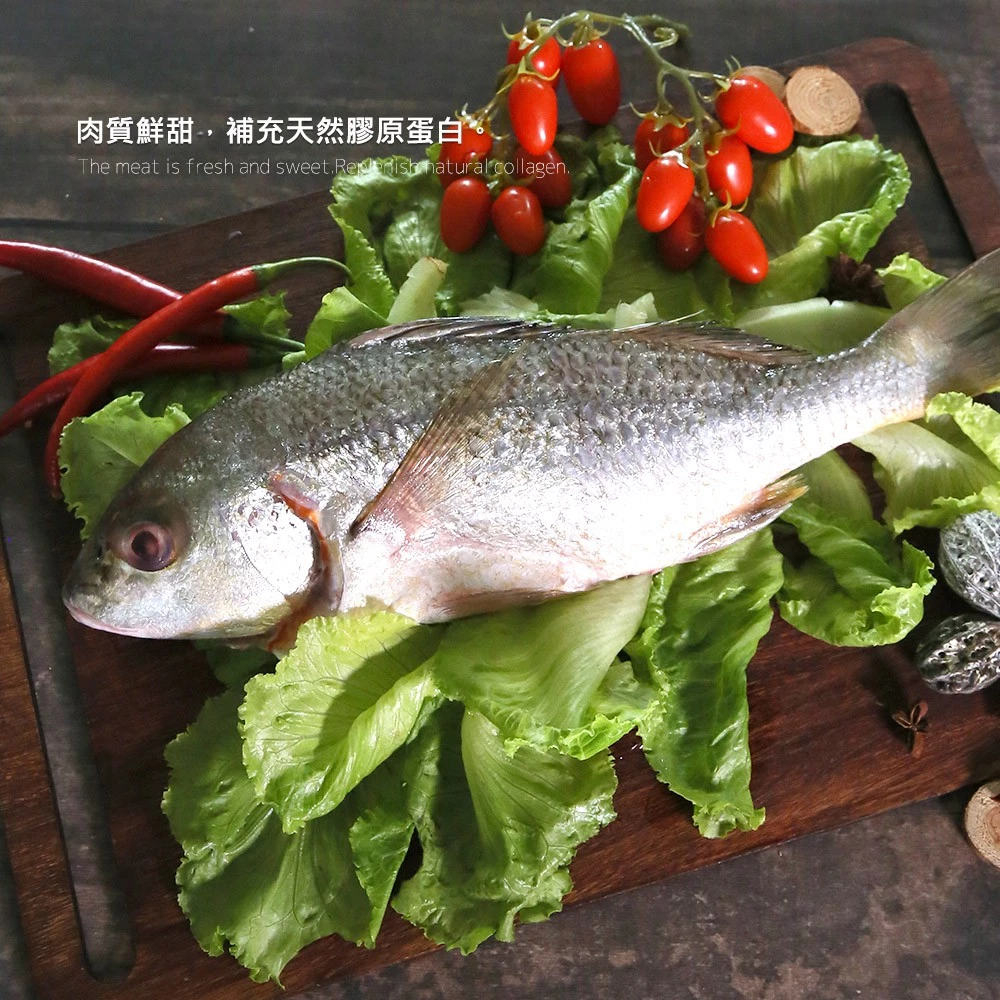 【大船入港】台灣野生石鱸魚