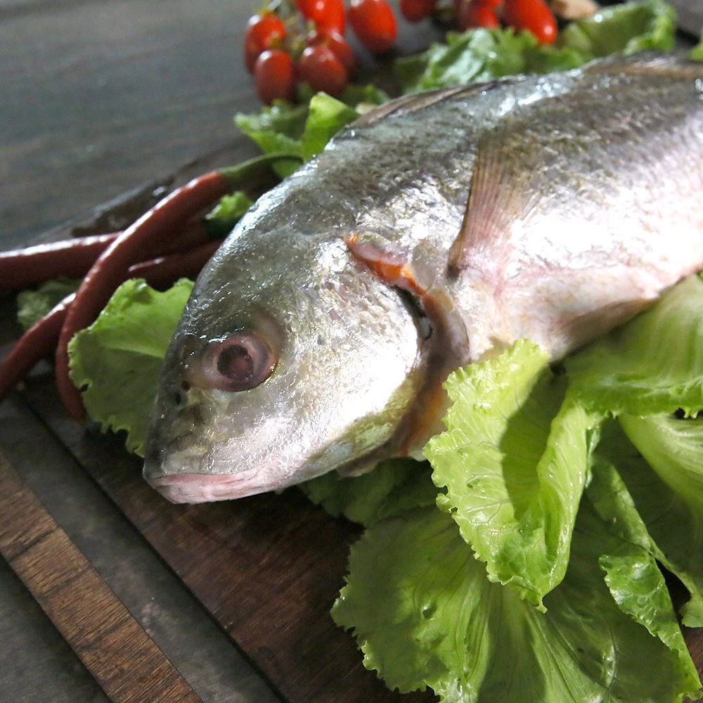 【大船入港】台灣野生石鱸魚