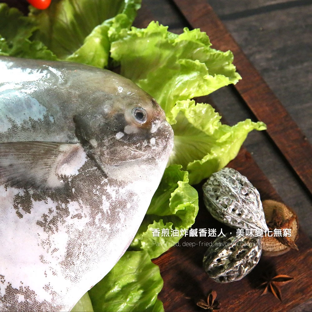 【大船入港】台灣野生大白鯧