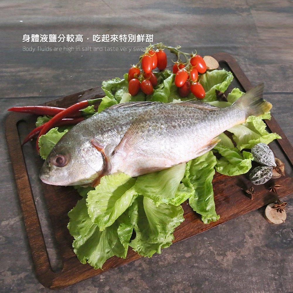 【大船入港】台灣野生石鱸魚
