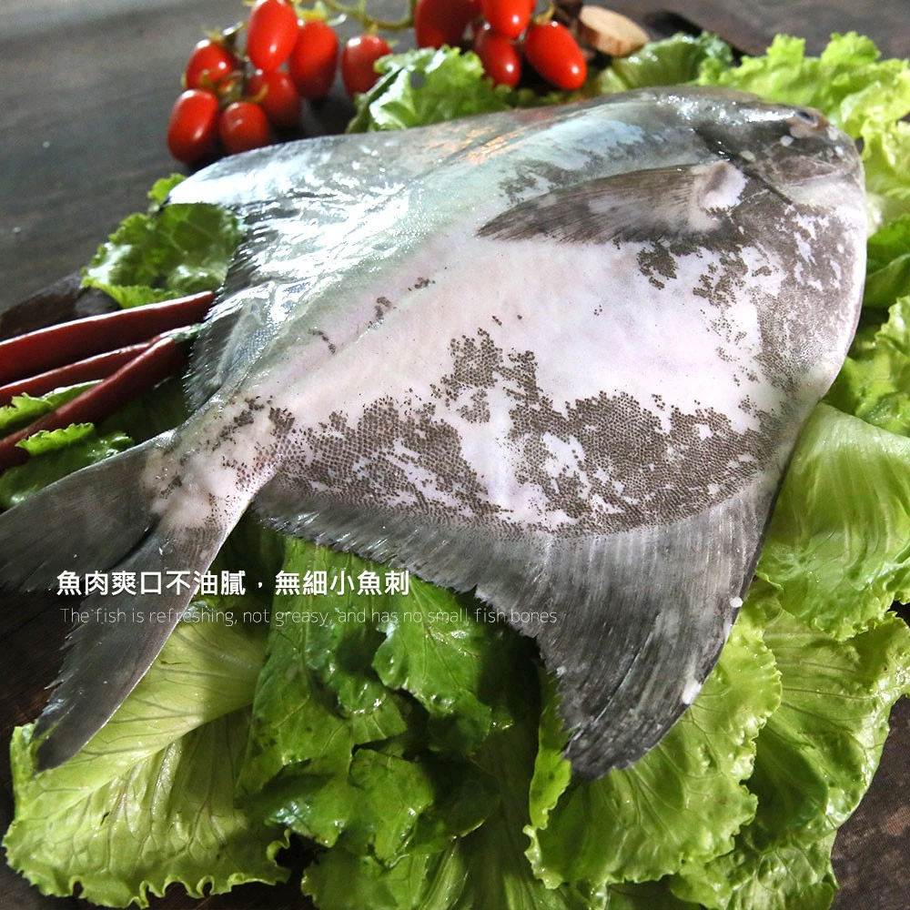 【大船入港】台灣野生大白鯧