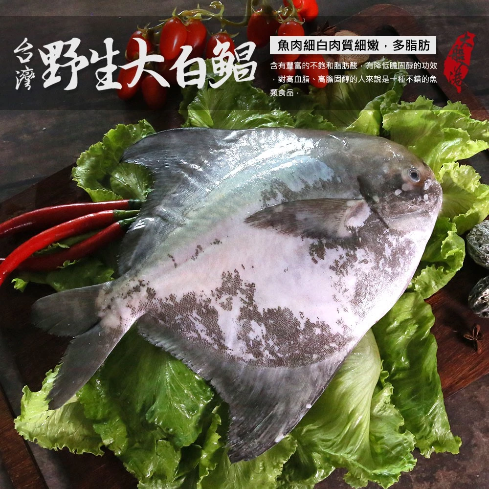 【大船入港】台灣野生
