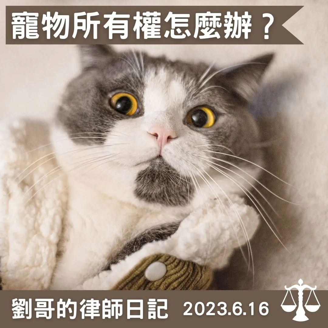 <是誰的貓貓？>