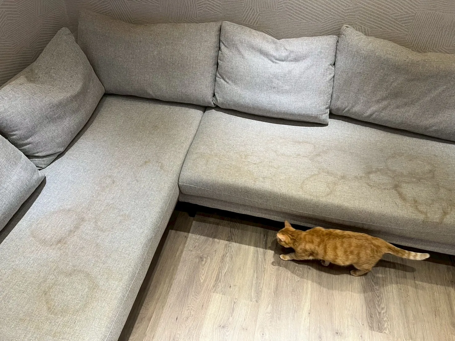 沙發清洗｜案例03