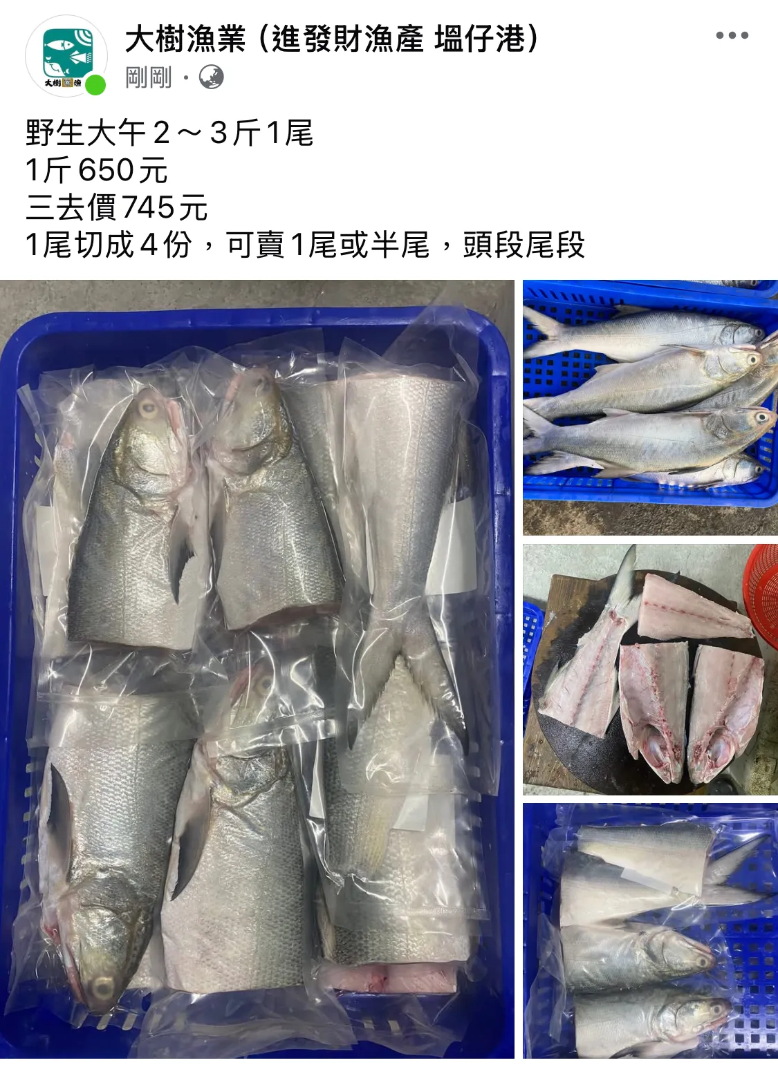 野生大午1尾2～3斤重  海產批發/彰化海產批發/塭仔漁港