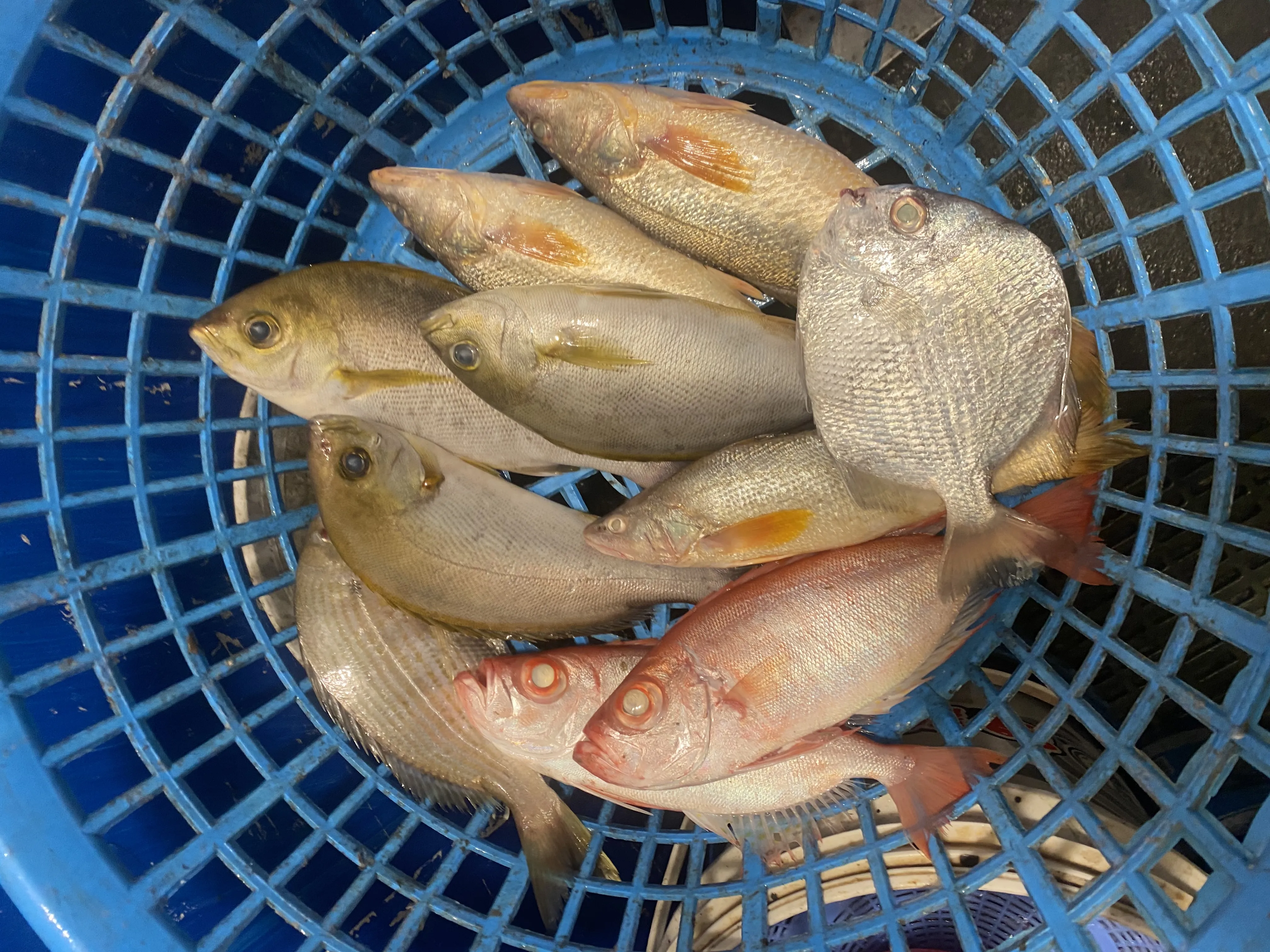 批發魚貨一定要冷凍嗎？/買水產,彰化買水產