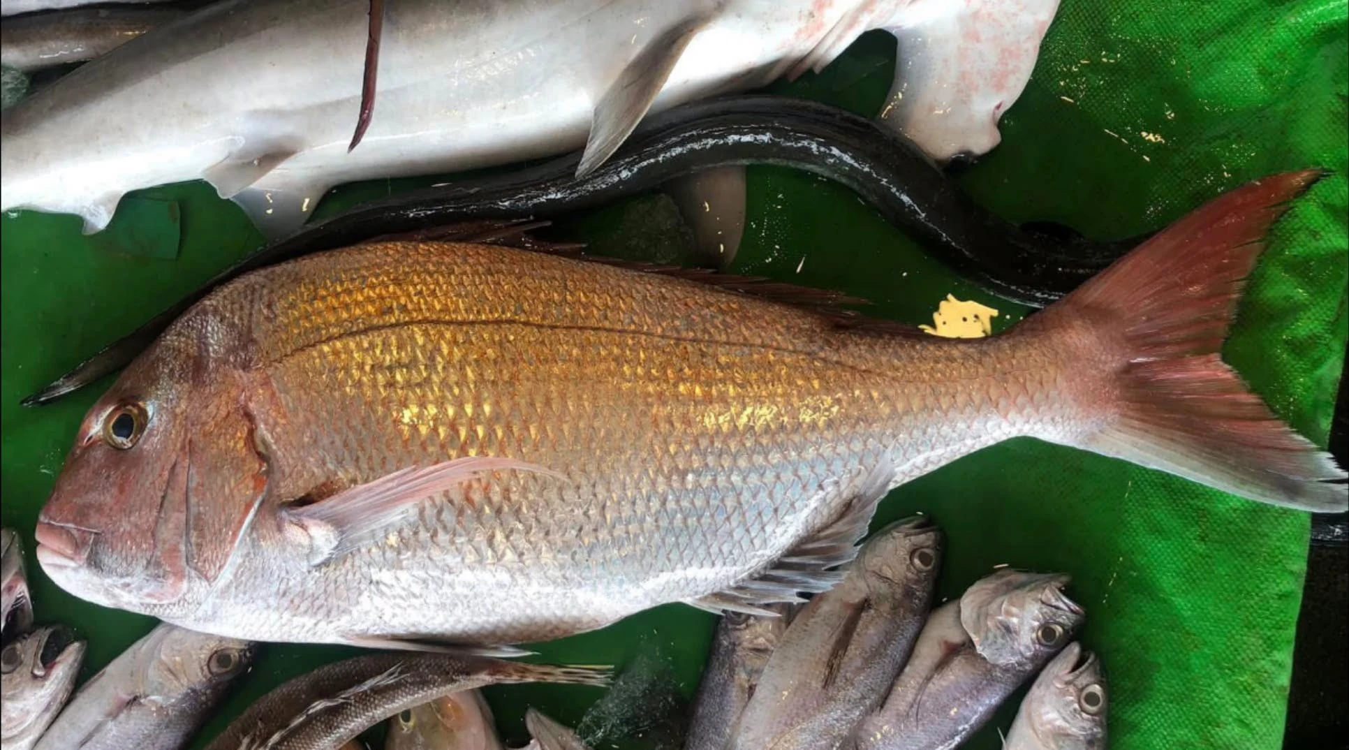 加臘魚（真鯛）自捕