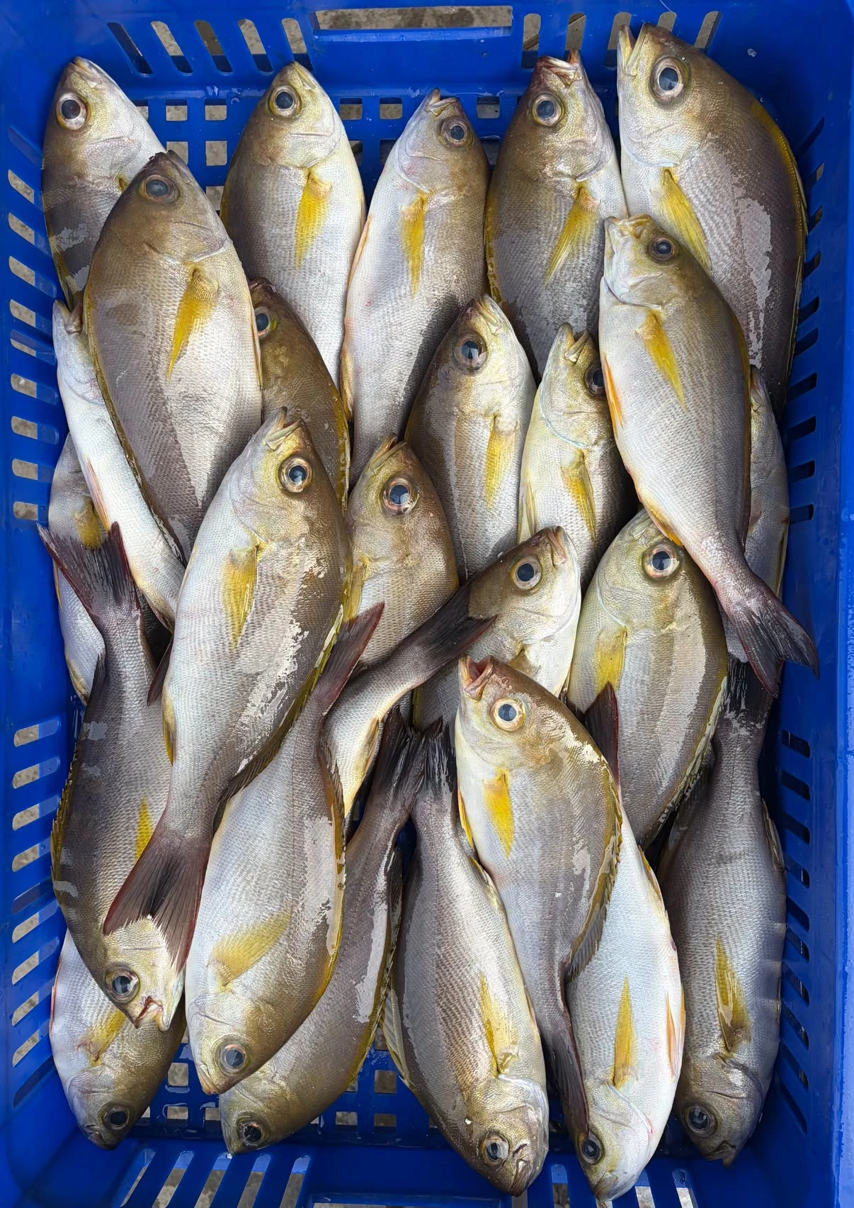 黃雞魚（青筆Y）自捕