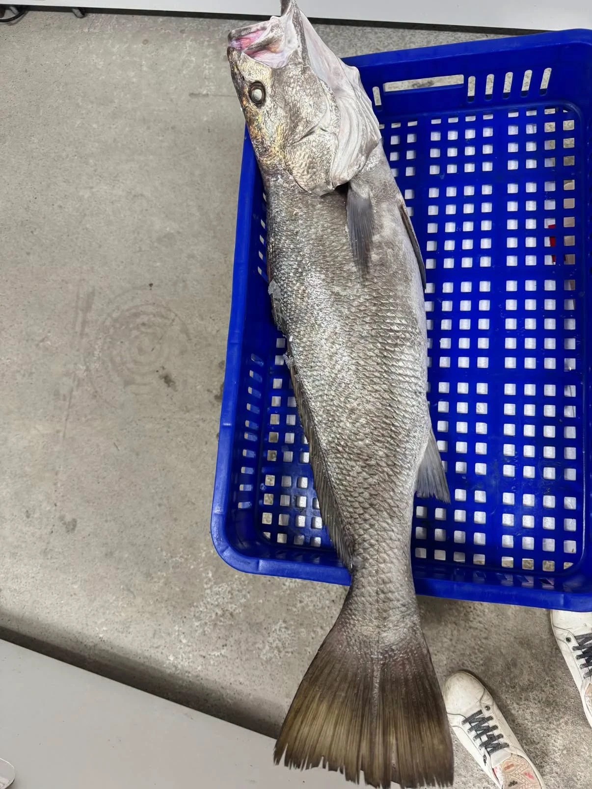 七星鮸（白鮸魚）自捕