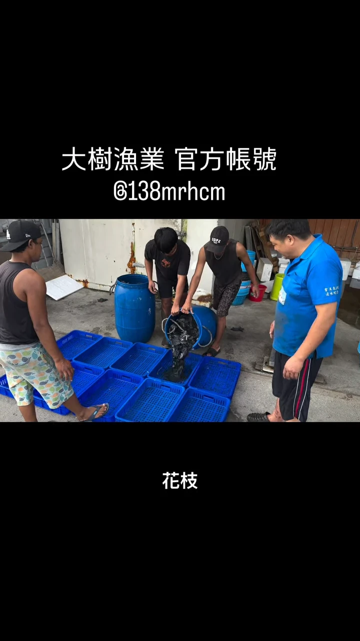 最近的成績都算不錯，肉魚豐收，雜魚的成績也不錯