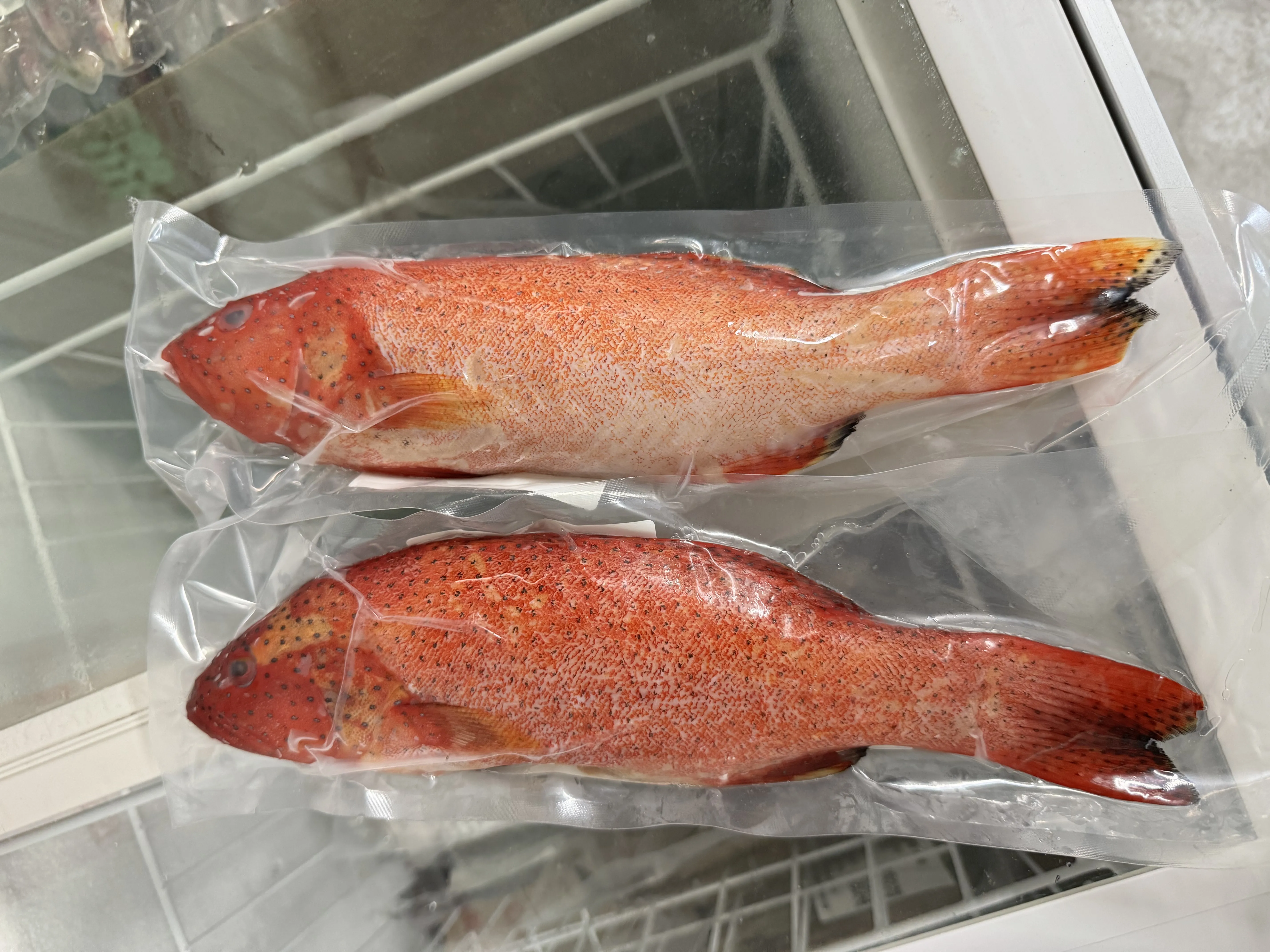 燕尾紅條(菲律賓)