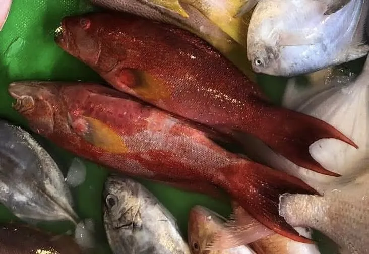 燕尾紅條(菲律賓)