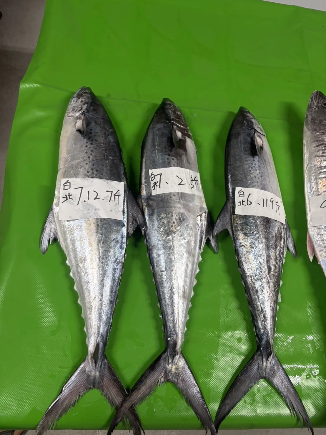 大白北魚(闊北)