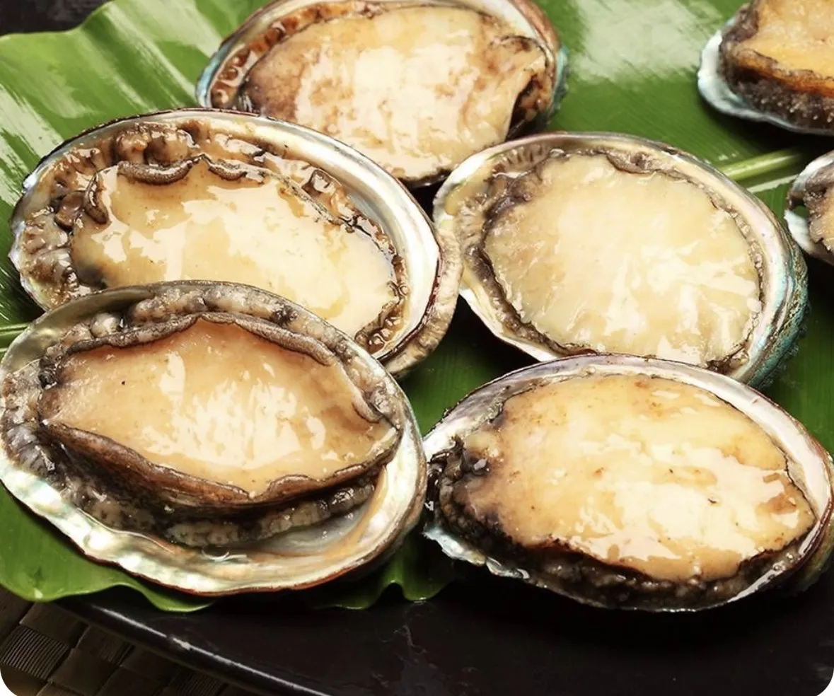 石狩帶殼鮑魚 18P