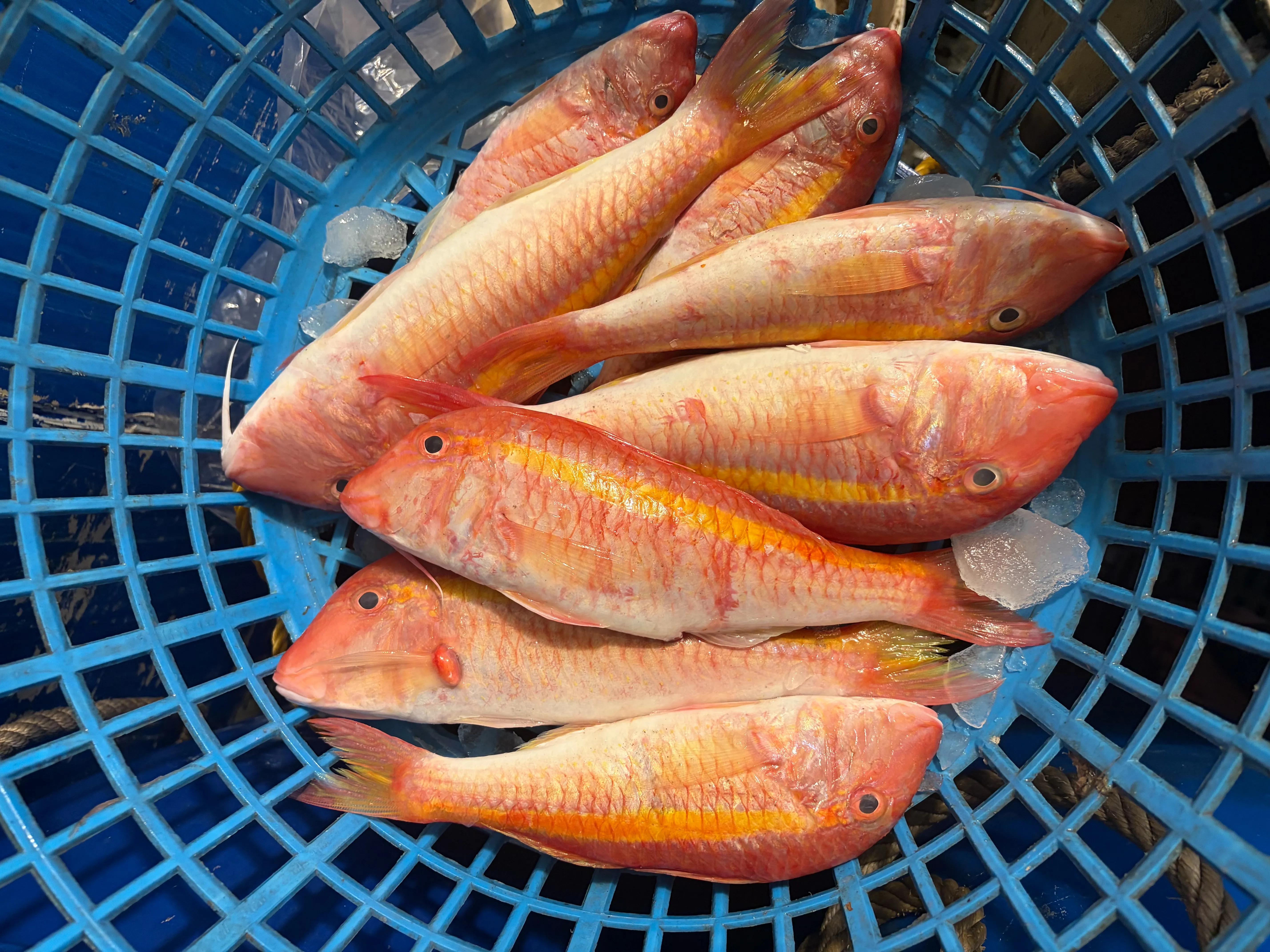 大紅秋姑｜金線秋姑（自捕）