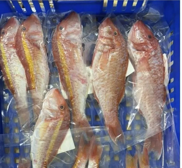 大紅秋姑｜金線秋姑（自捕）