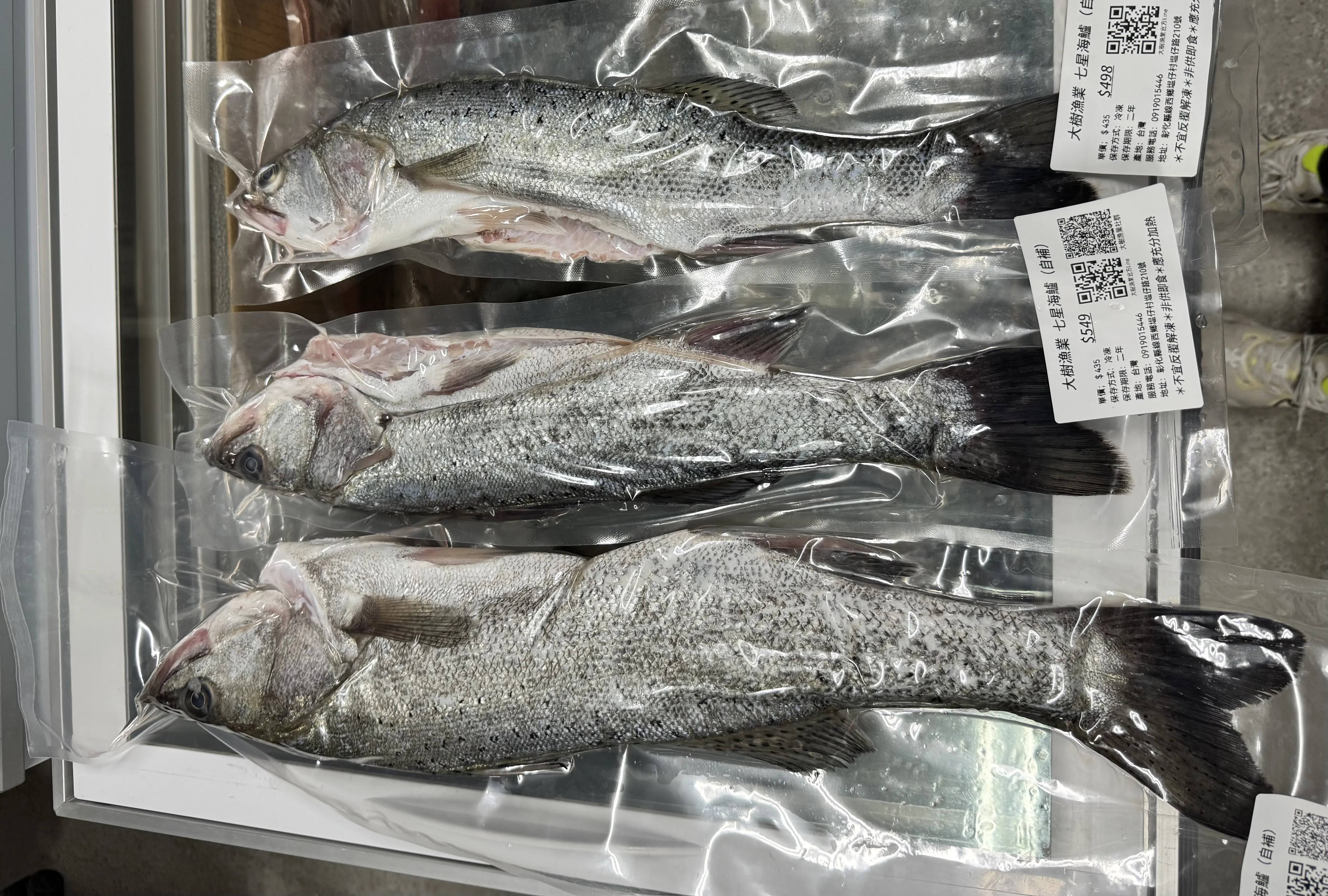 七星鱸 （海鱸）