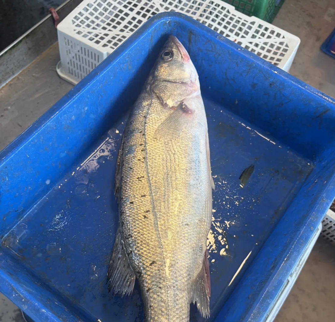 七星鱸 （海鱸）