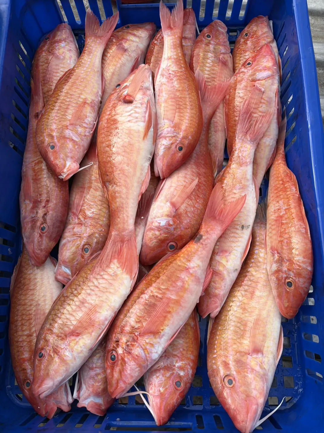 大秋姑（自捕）