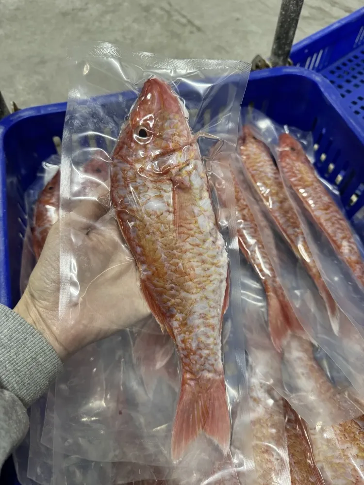 大秋姑（自捕）