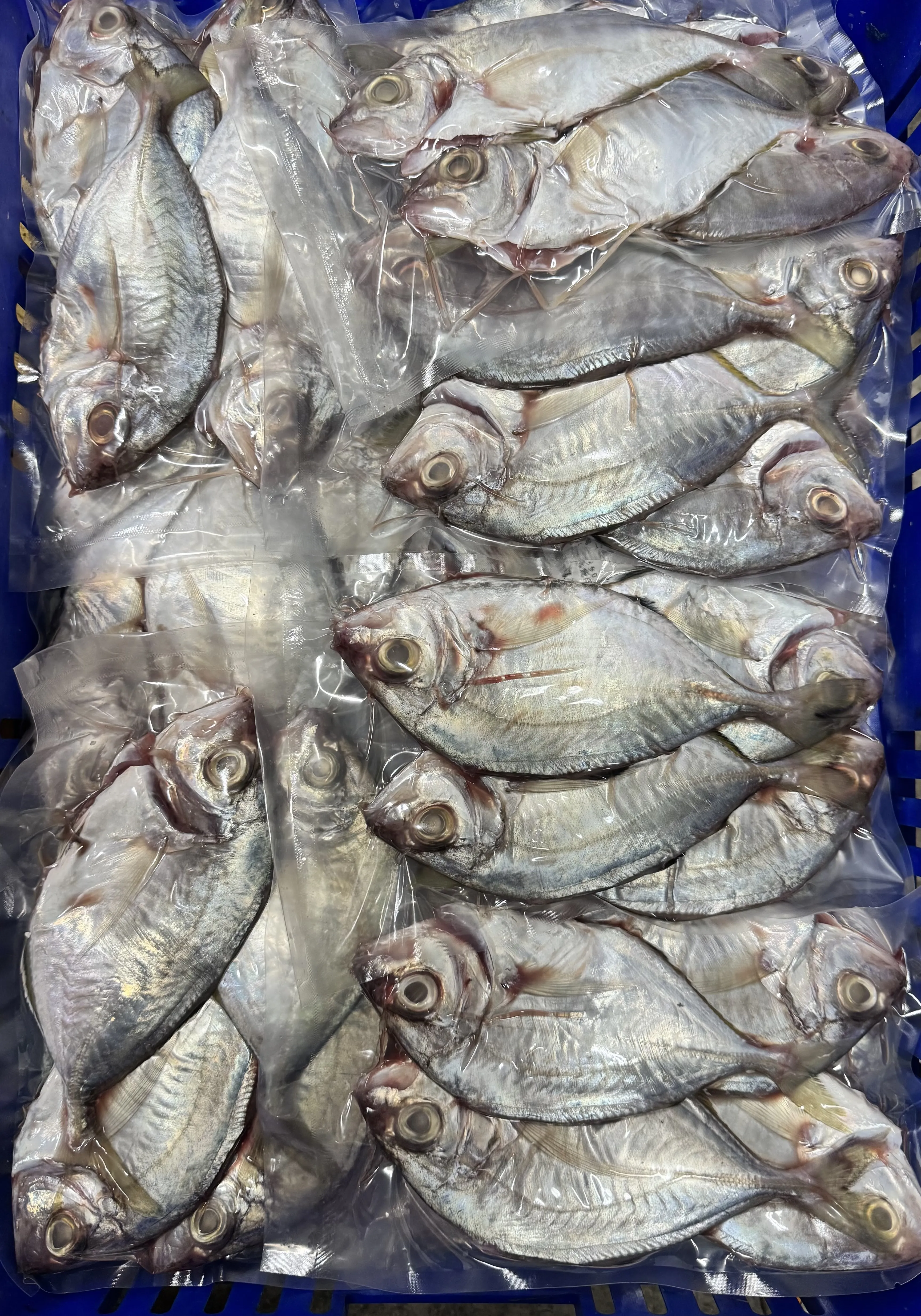 柑仔魚