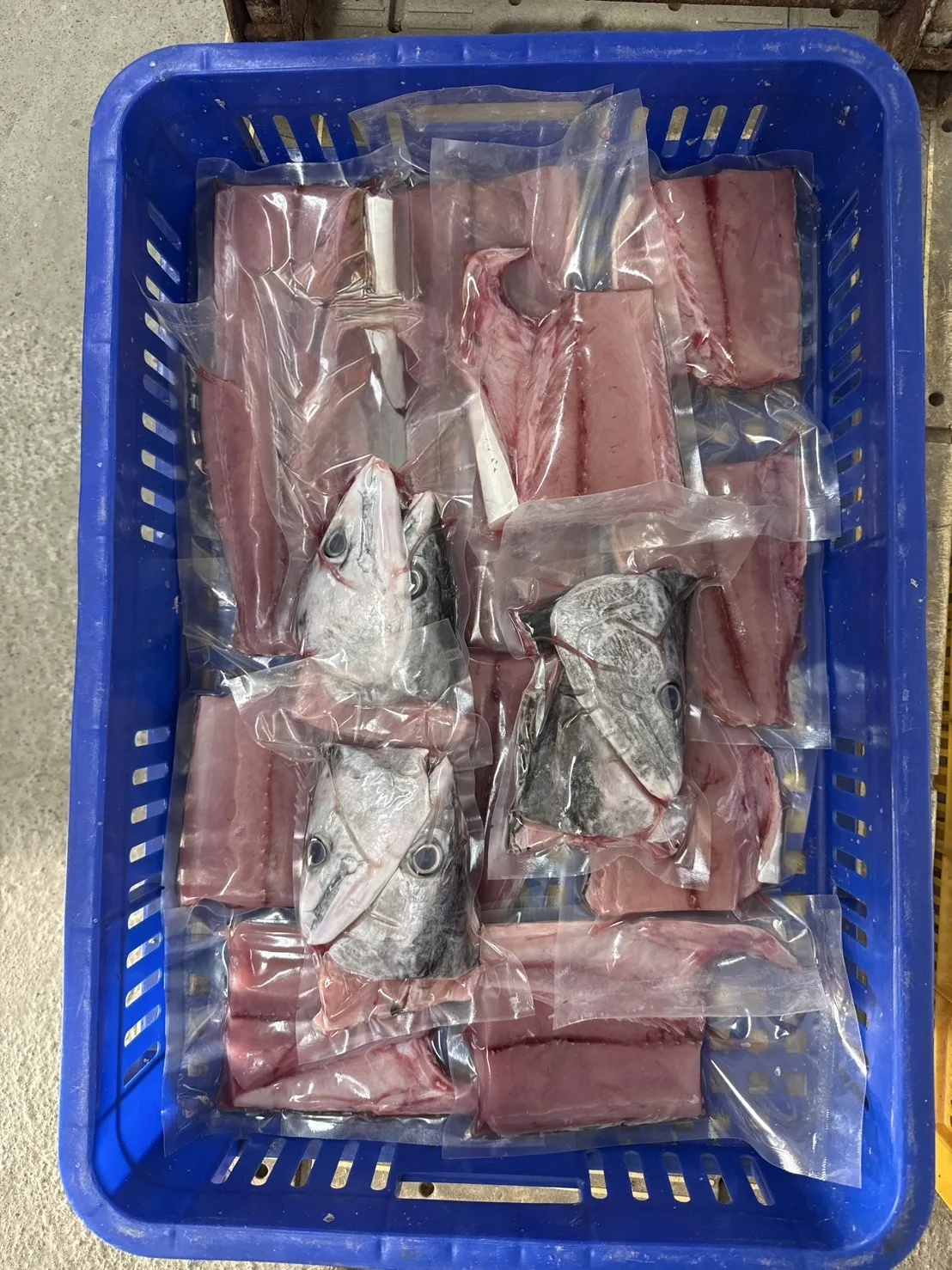 煙仔虎（自捕）