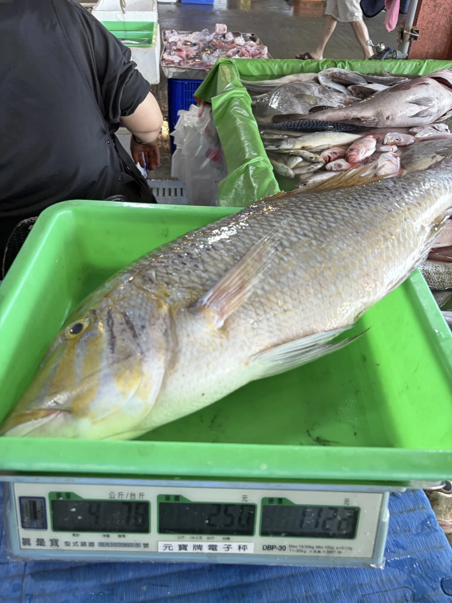 龍占魚  青嘴魚