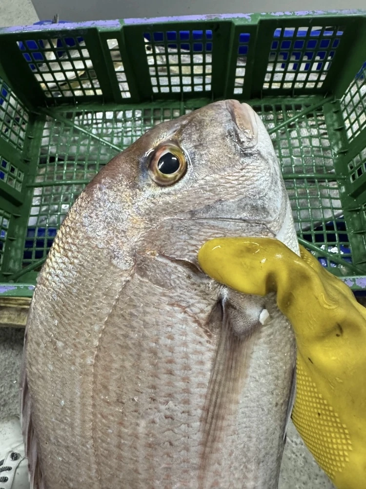 加鱲魚