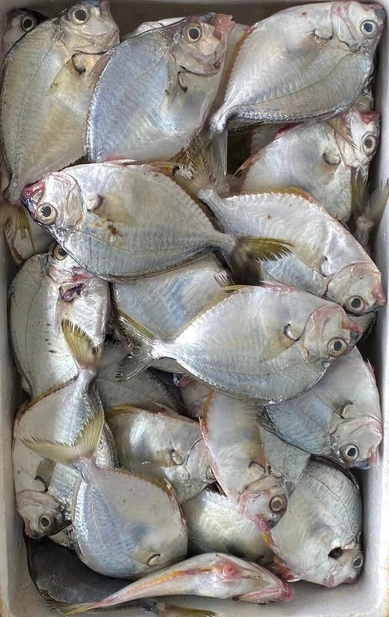 三角魚
