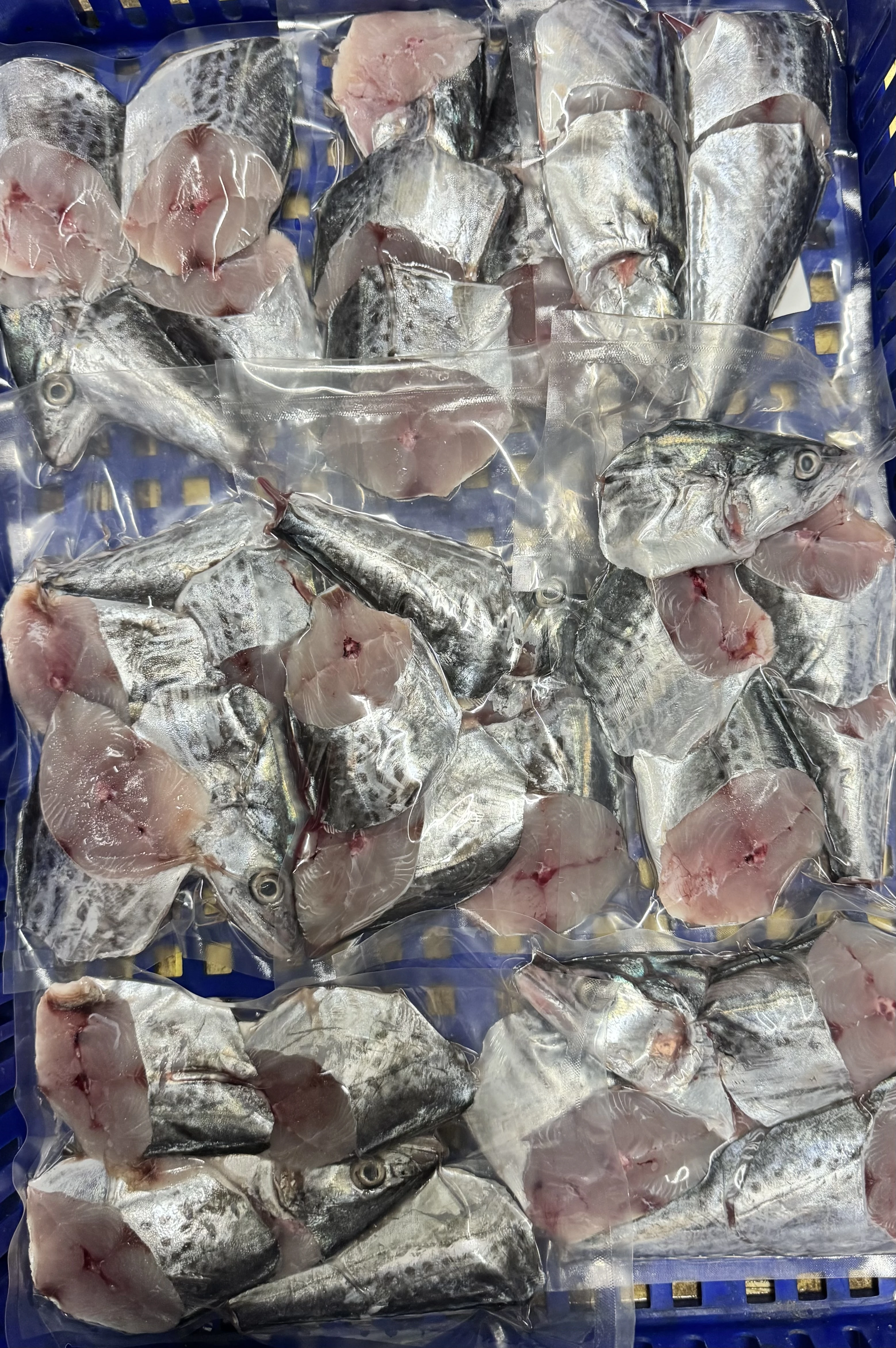 白北魚
