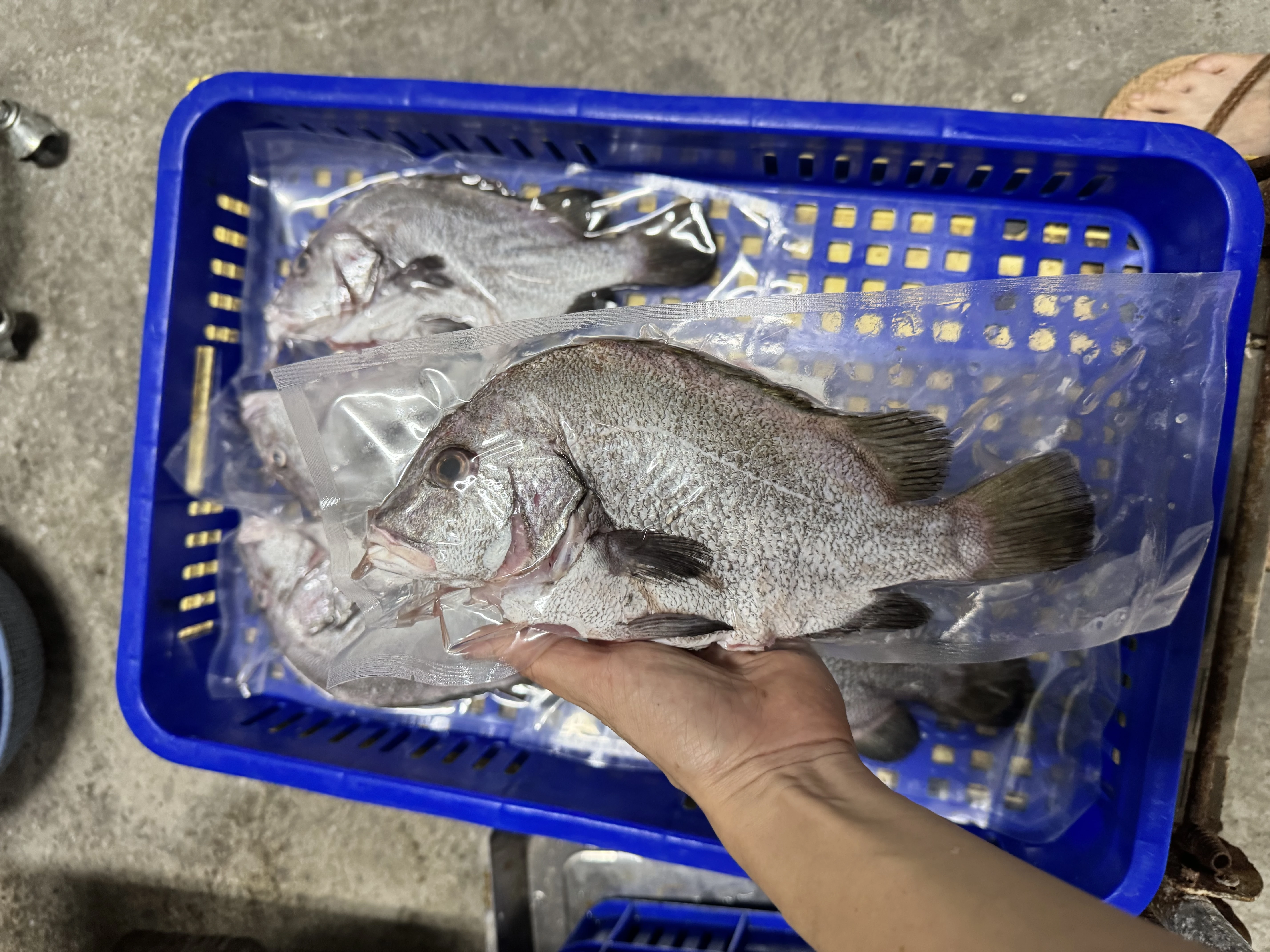 黑包公