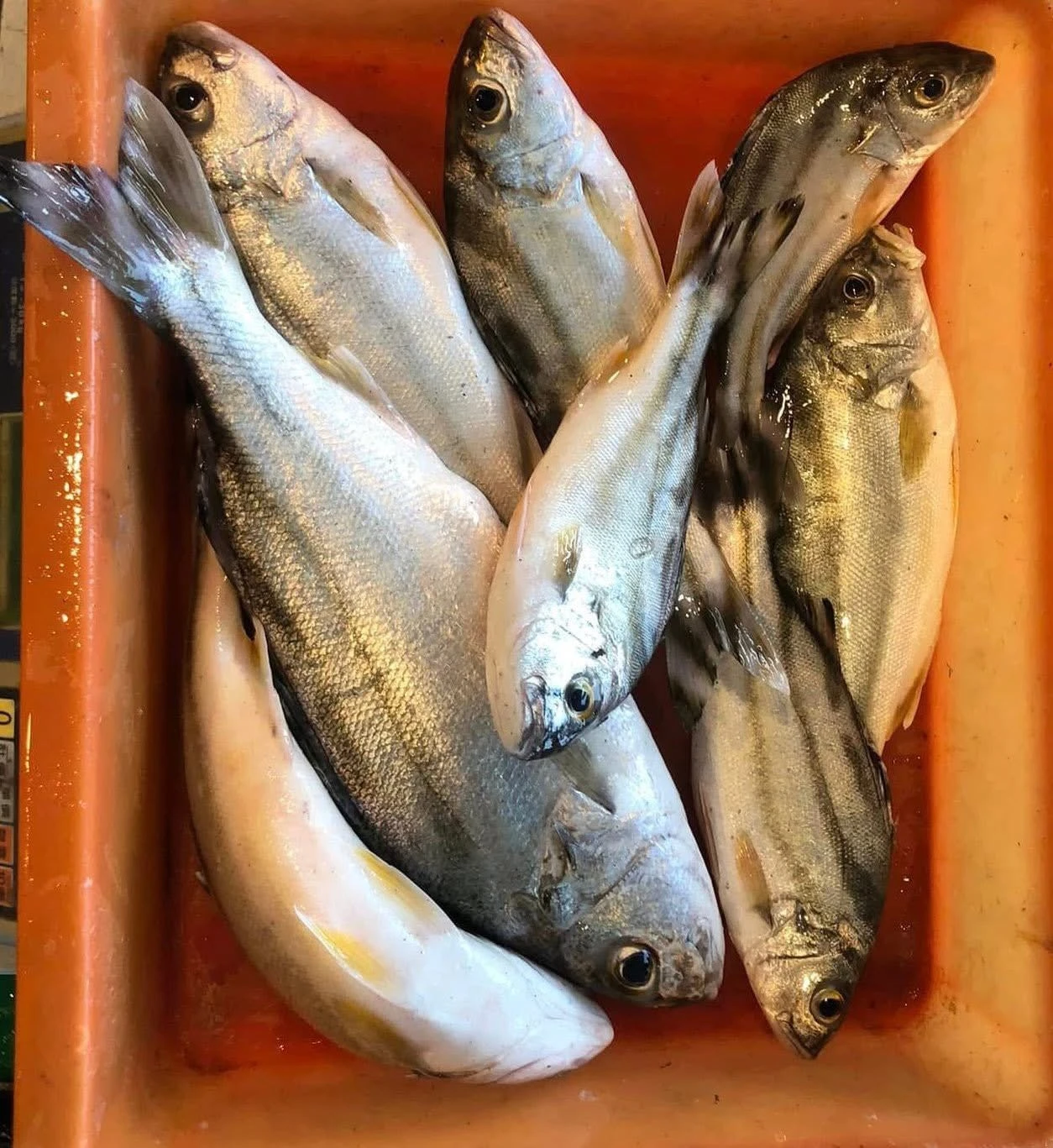 花身雞魚