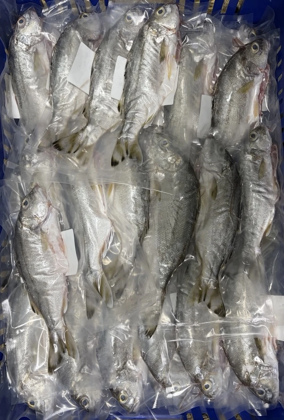 花身雞魚