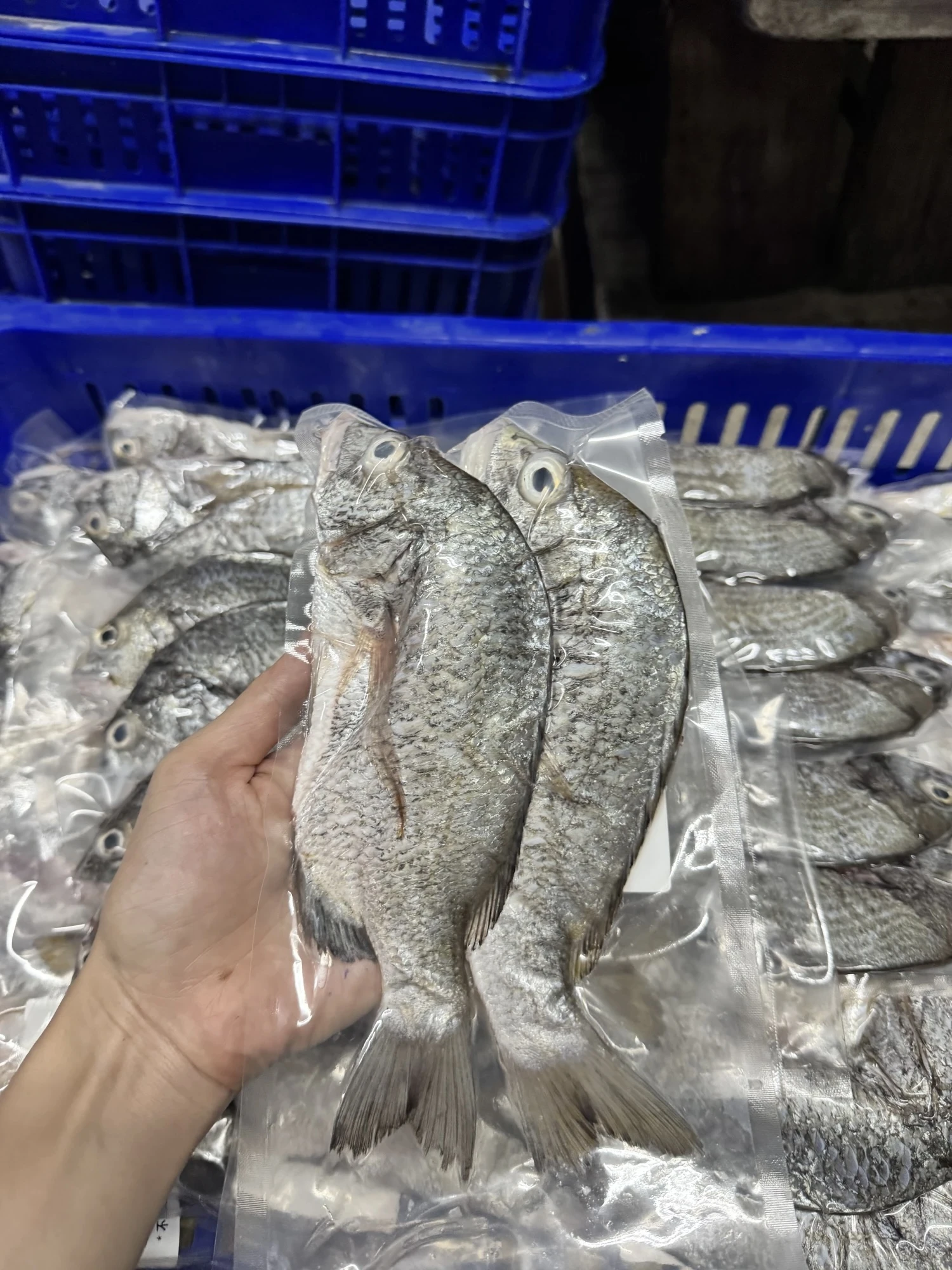 黑鯛 黑格