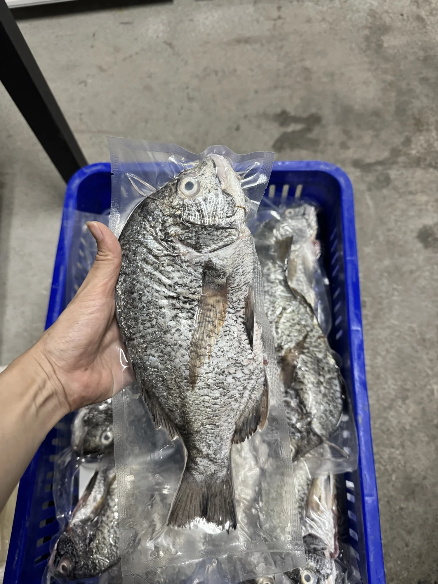 黑鯛 黑格