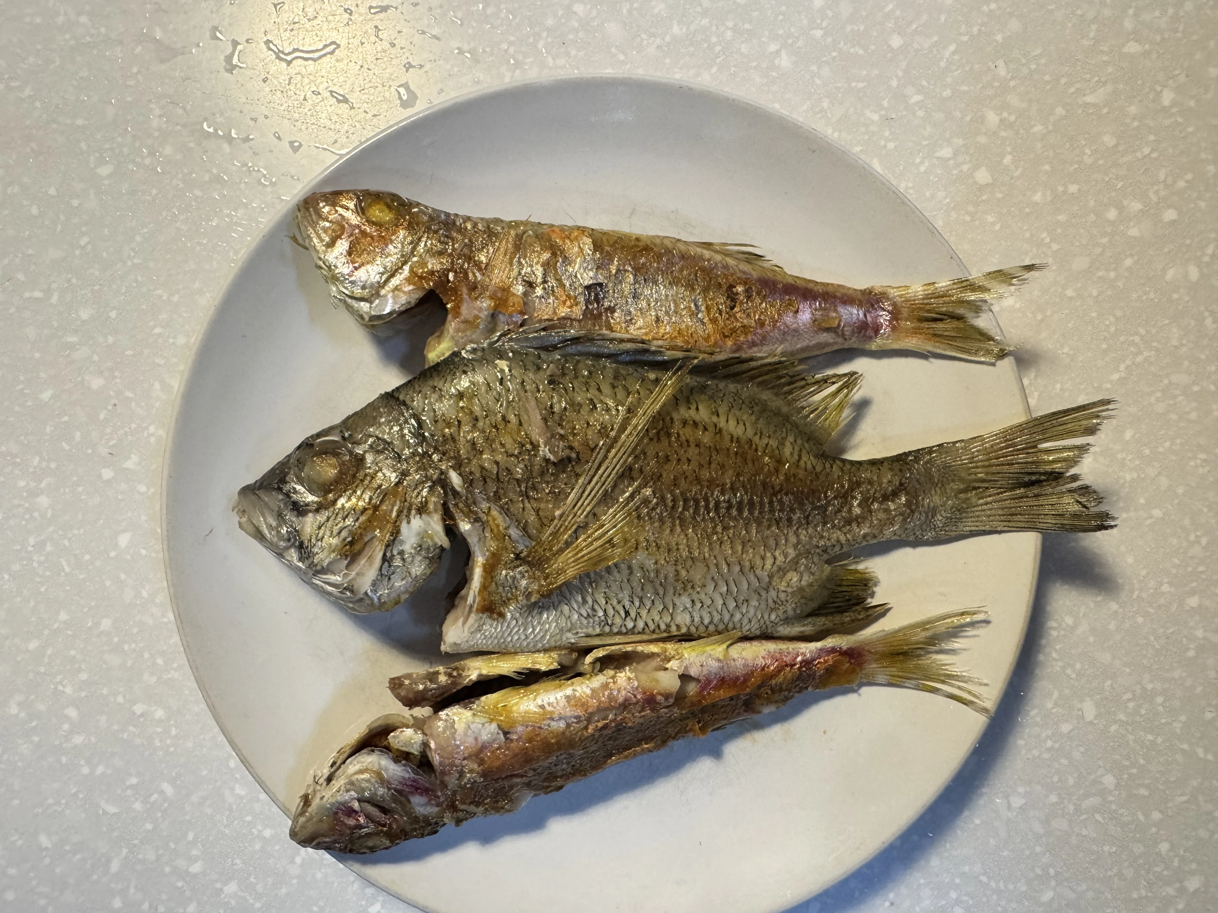 黑鯛 黑格