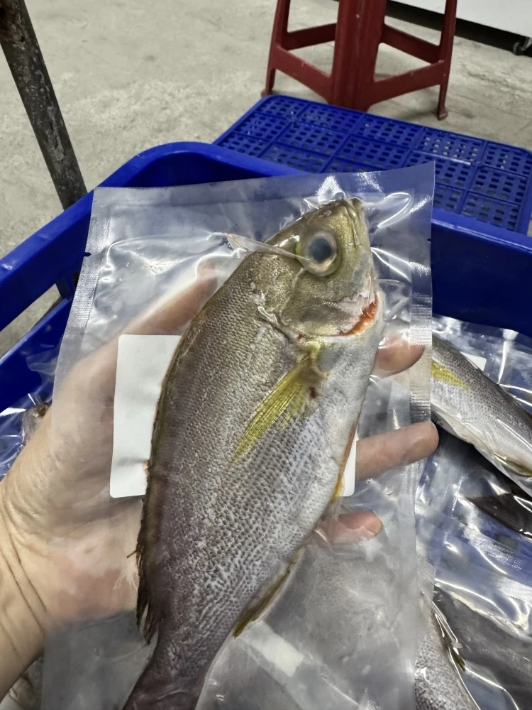 黃雞魚