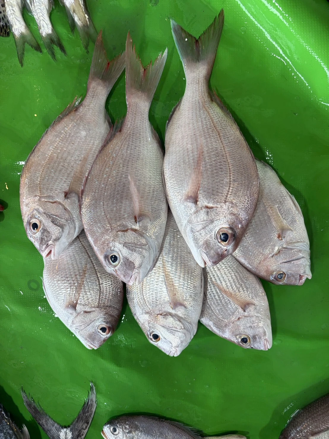 嘉鱲魚